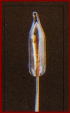 LB9039 Bi-Pin Micro Flame Bulb - Pack of Four